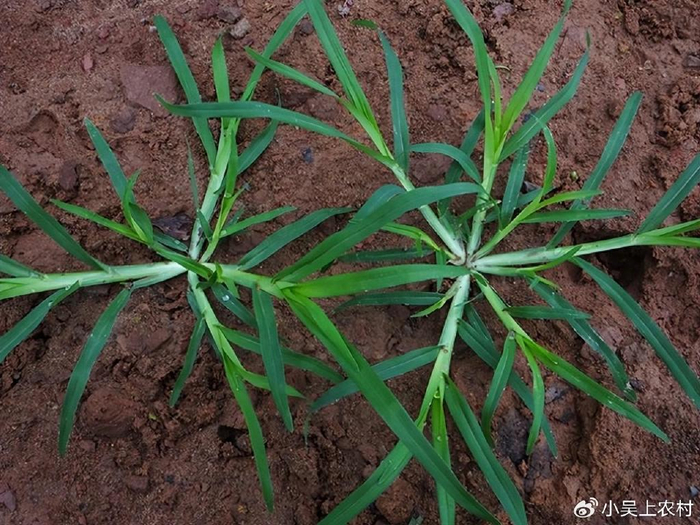 农村房前屋后常见的牛筋草,农民当害草处理,却不知有3大妙用|牛筋草