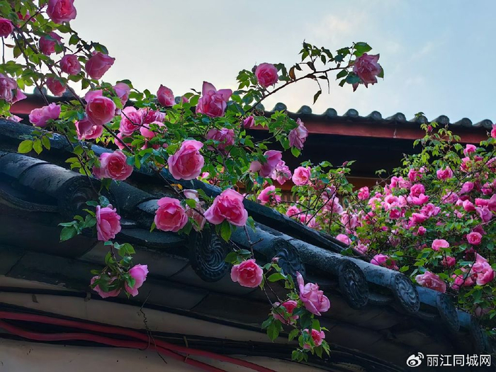 是"假"花吧!丽江古城粉色蔷薇浓情绽放