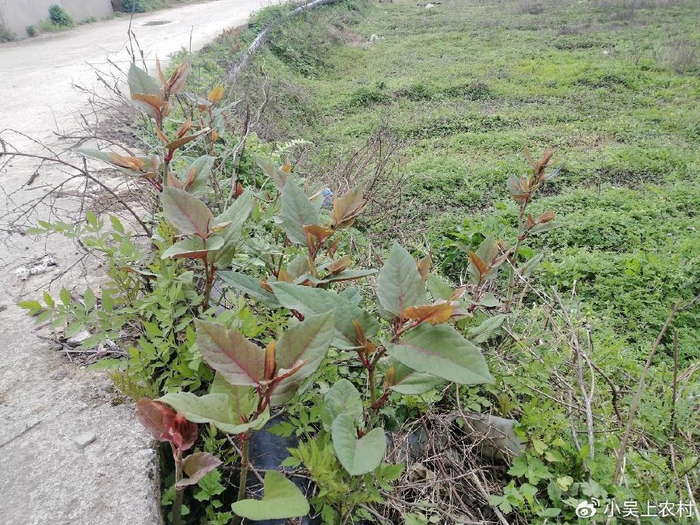 远看像竹笋的酸筒杆,儿时采它当零食吃,如今却被视为入侵植物|虎杖