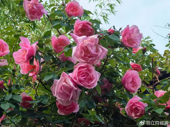 丽江古城粉色蔷薇浓情绽放|蔷薇|丽江古城|蔷薇花_新浪新闻