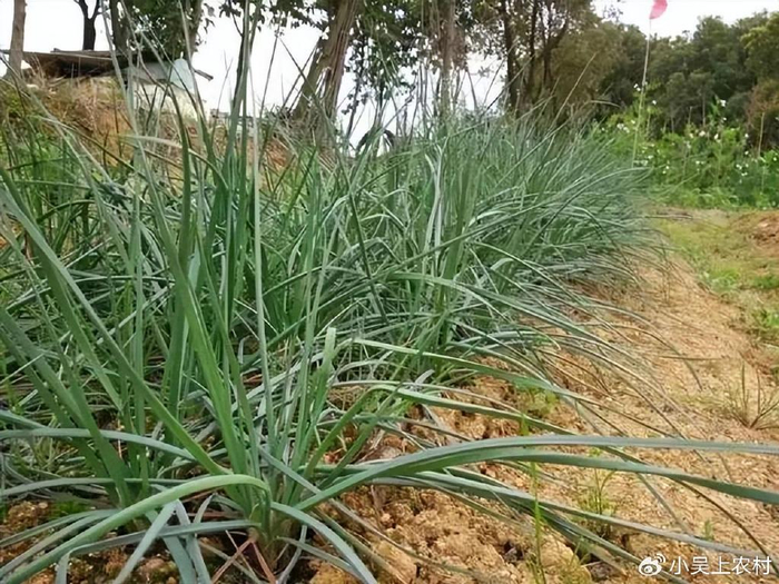 藠头,称为懒人蔬菜,随便丢几颗在地里就有得吃,做腌菜最下饭