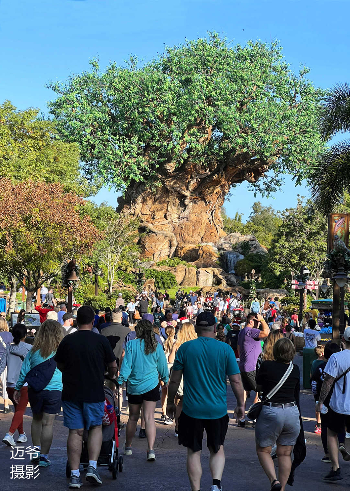 奥兰多迪斯尼动物乐园里的古树-手机原创摄影|古树||_