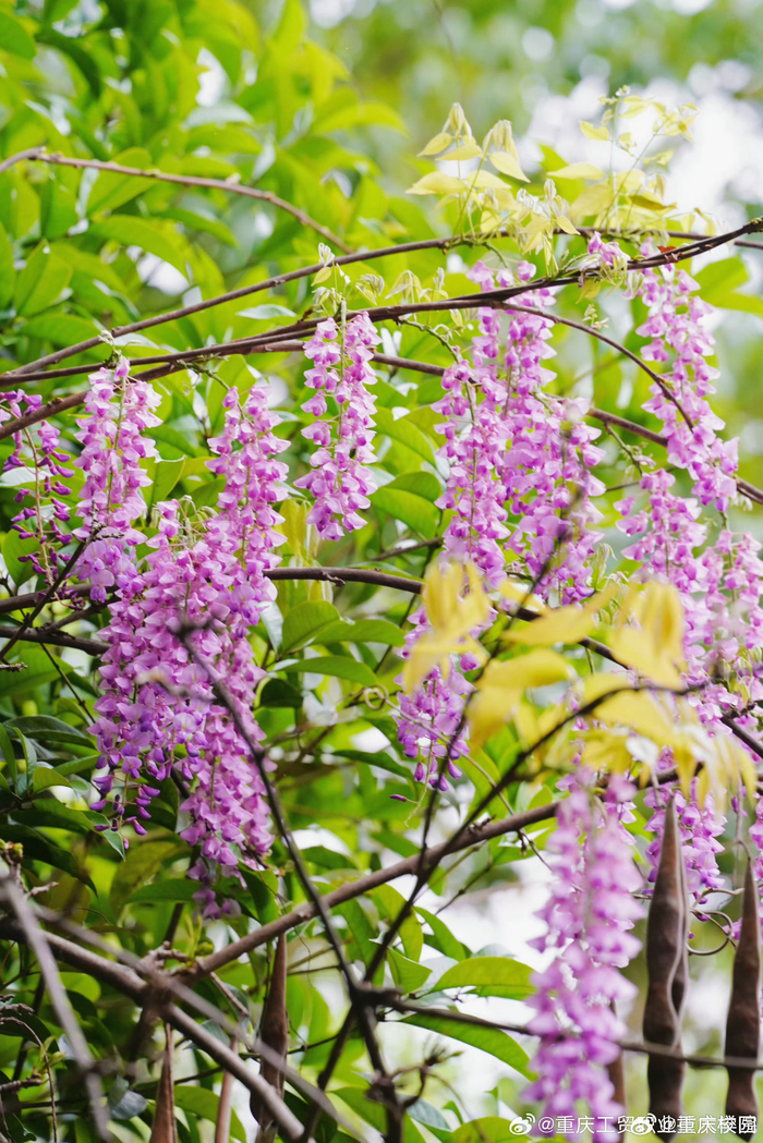 紫藤萝花盛开的景象,仿佛将人们带入了一个如梦如幻的世界,花与蝶共舞