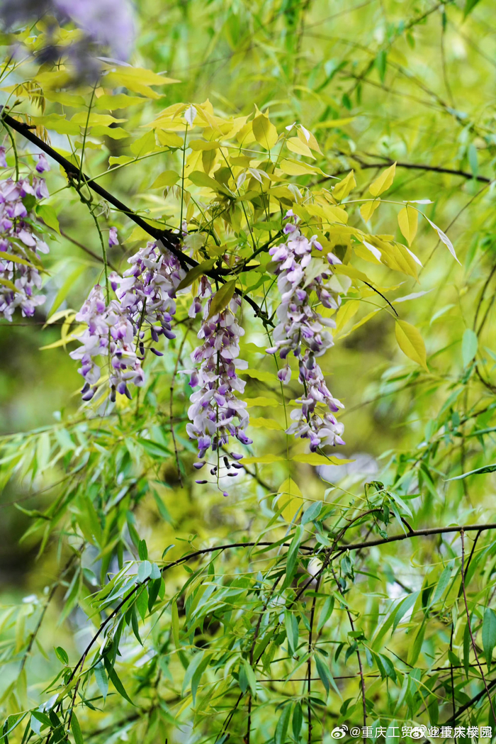 紫藤萝花盛开的景象,仿佛将人们带入了一个如梦如幻的世界,花与蝶共舞