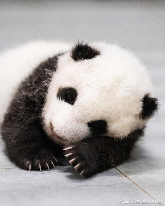 韩国爱宝乐园公开双胞胎熊猫幼崽出生55天的照片