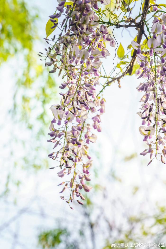 紫藤萝花盛开的景象,仿佛将人们带入了一个如梦如幻的世界,花与蝶共舞