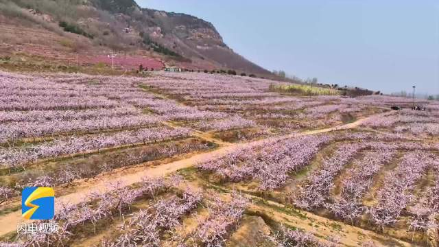日照浪漫丨三庄镇万亩黄桃花盛开尽享醉美春光