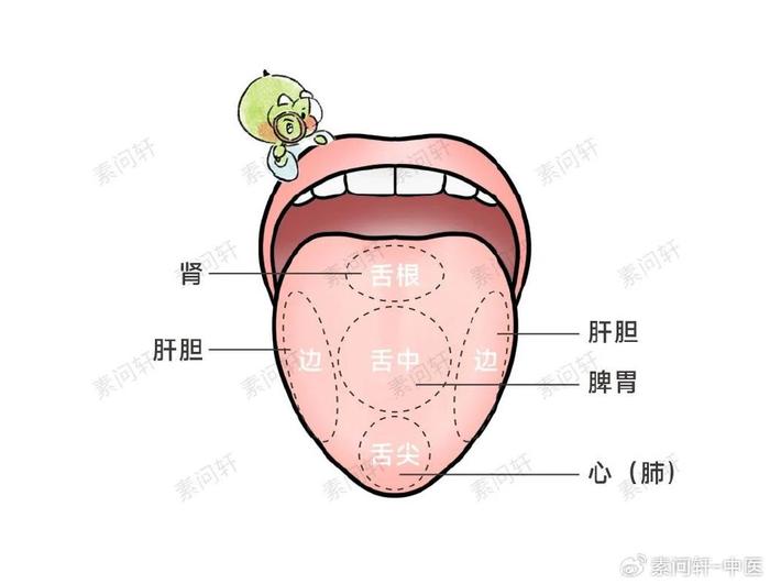 舌头味道的分布图图片