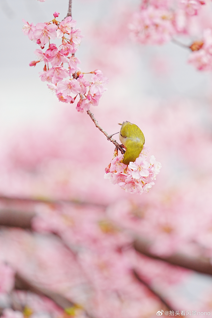 属于春天的粉色都在这里不求春风八千里唯愿暖风萦绕你