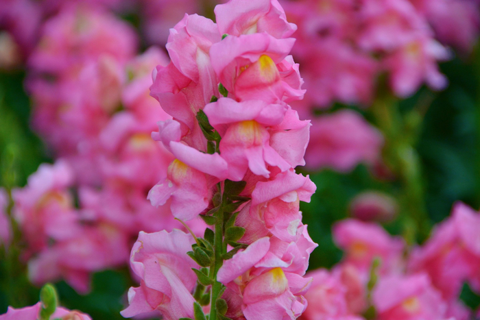 粉色金鱼草原创拍摄