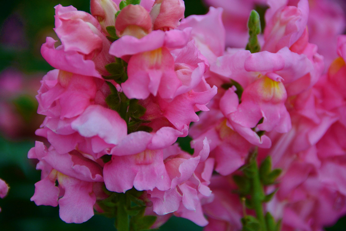 粉色金鱼草原创拍摄