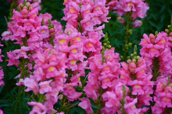 粉色金鱼草原创拍摄