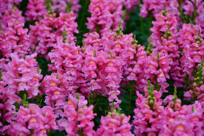 粉色金鱼草原创拍摄