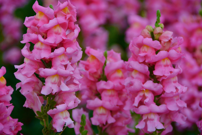 粉色金鱼草原创拍摄