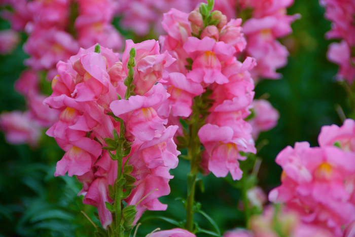 粉色金鱼草原创拍摄