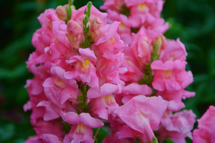 粉色金鱼草原创拍摄