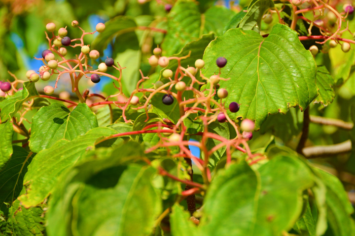 成熟的灯台树果实原创拍摄