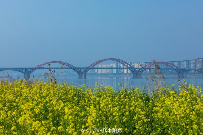 长沙湘府大桥油菜花图片
