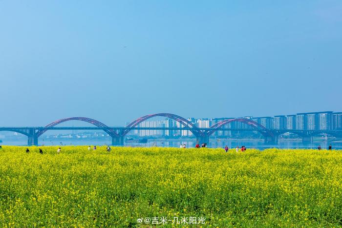 长沙湘府大桥油菜花图片