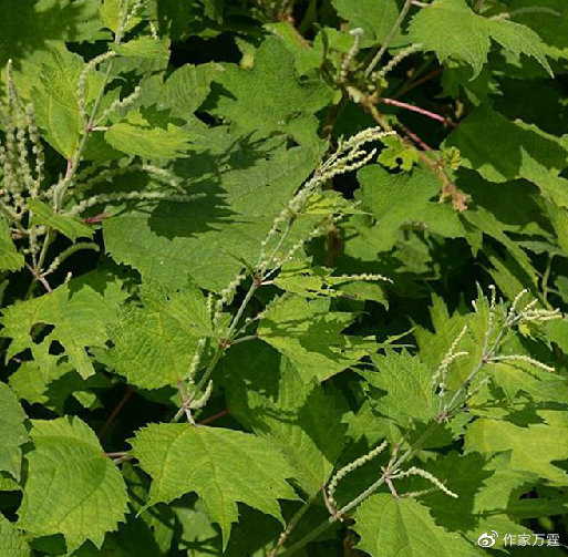 病名与中草药分类|浙江药用植物志|救荒本草|披针形_新浪新闻