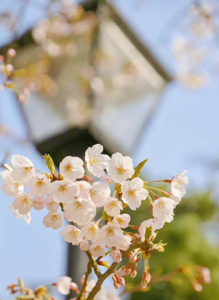 威海赤山|里口山|樱花_新浪新闻