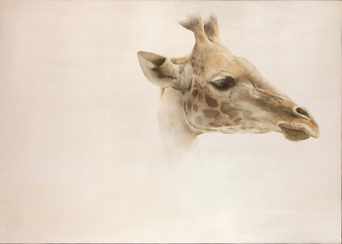 画家 marzio tamer 动物绘画作品 | www.jonathancooper.co.