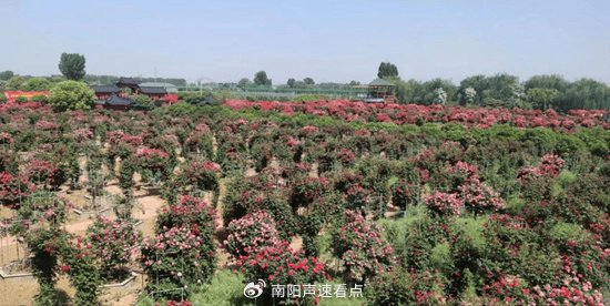 南召县皇后乡:培育花卉苗木产业新质生产力 念好乡村产业振兴大文章