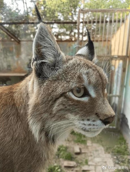 奶奶炫耀"捡的大猫",孙子一看吓到腿软:您管美洲狮叫猫?