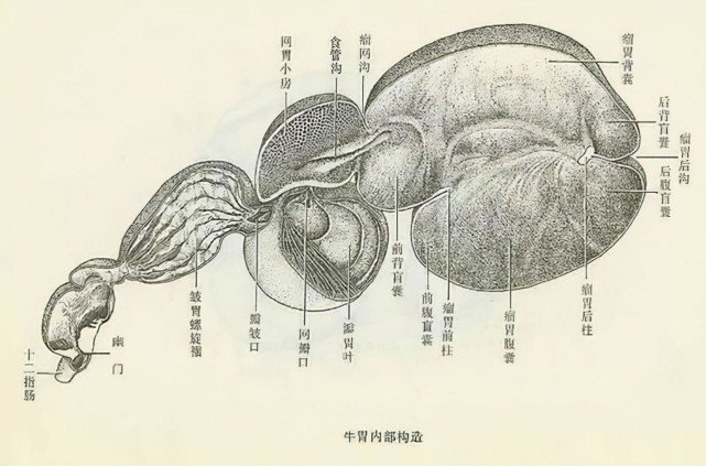 为什么人类进化成杂食动物?250万年前天灾降临,彻底改变了人类
