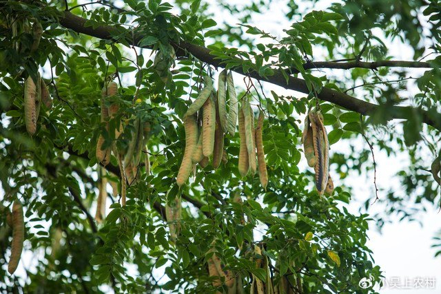 长满像钉子一样尖刺的皂荚树,却浑身都是宝,有很多的人都不知道|皂荚