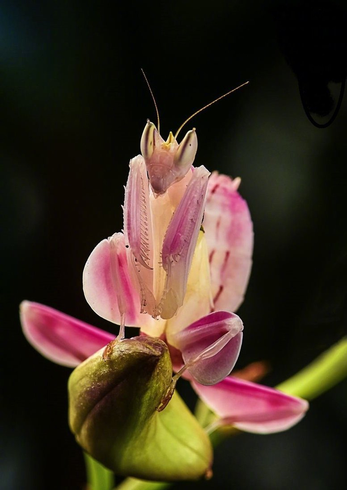 蛇蝎美人难得一见的兰花螳螂