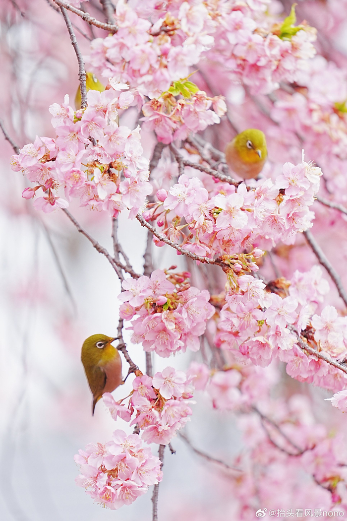 属于春天的粉色都在这里不求春风八千里唯愿暖风萦绕你