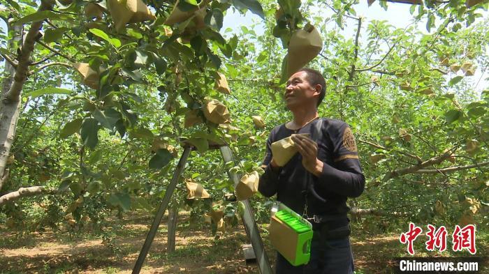 苹果之乡的新鲜事:洛川果农抢抓农时联合套袋