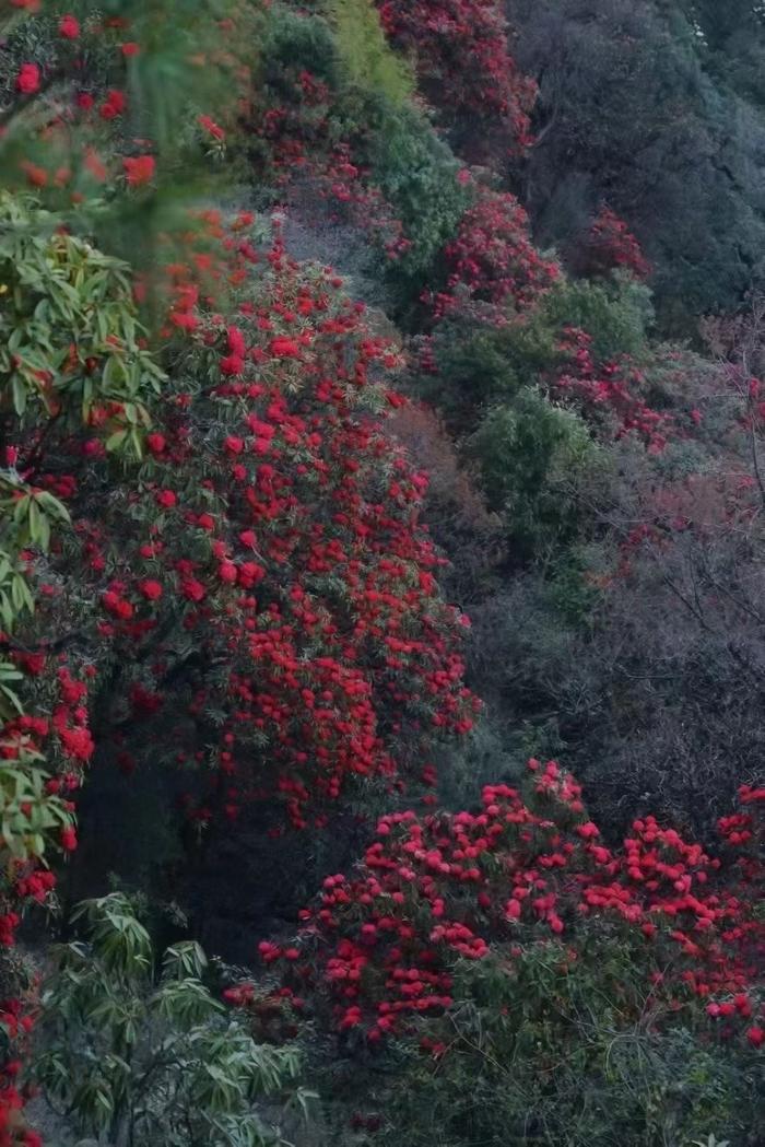 一年一季映山红,67高黎贡山大树杜鹃