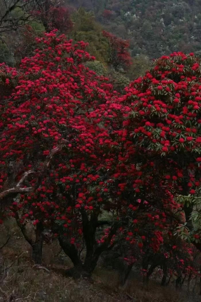 一年一季映山红,67高黎贡山大树杜鹃