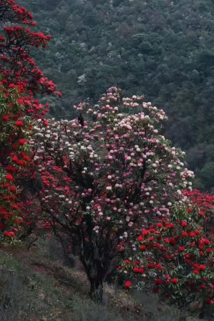 一年一季映山红67高黎贡山大树杜鹃