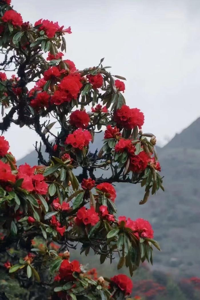 一年一季映山红,67高黎贡山大树杜鹃