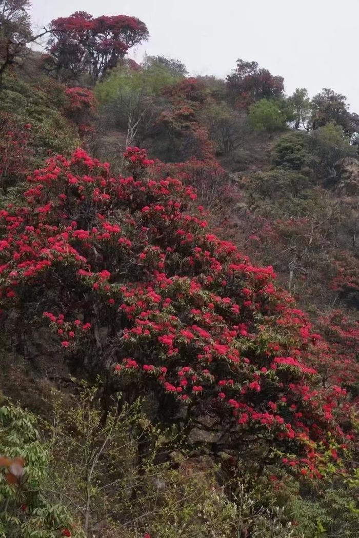 一年一季映山红,67高黎贡山大树杜鹃