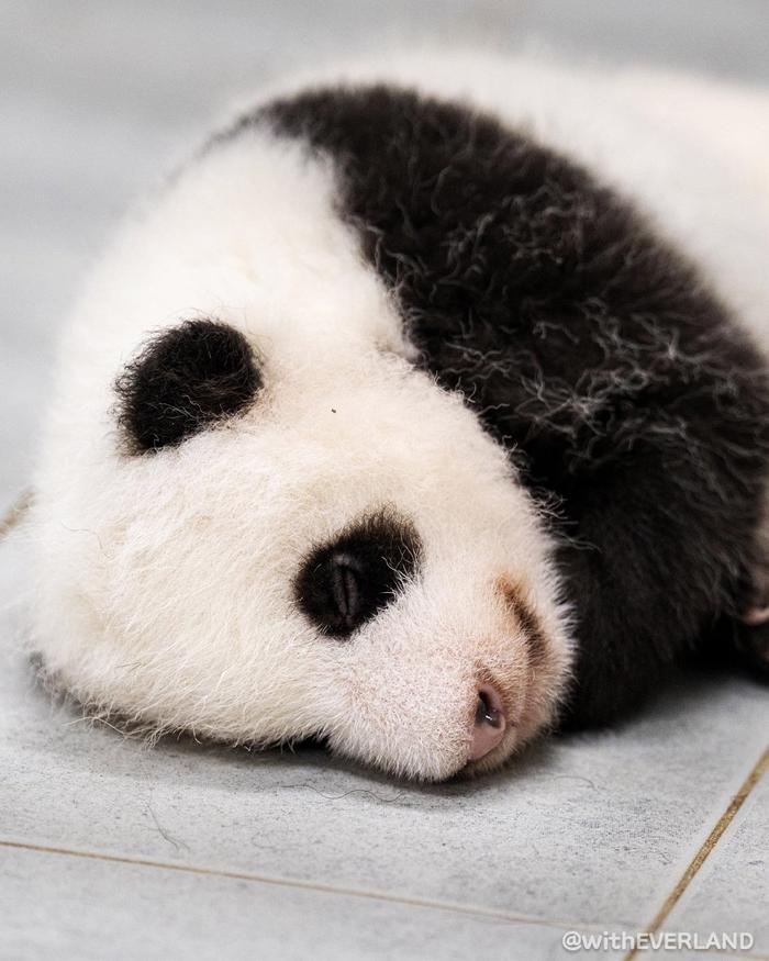 韩国爱宝乐园公开双胞胎熊猫幼崽出生55天的照片