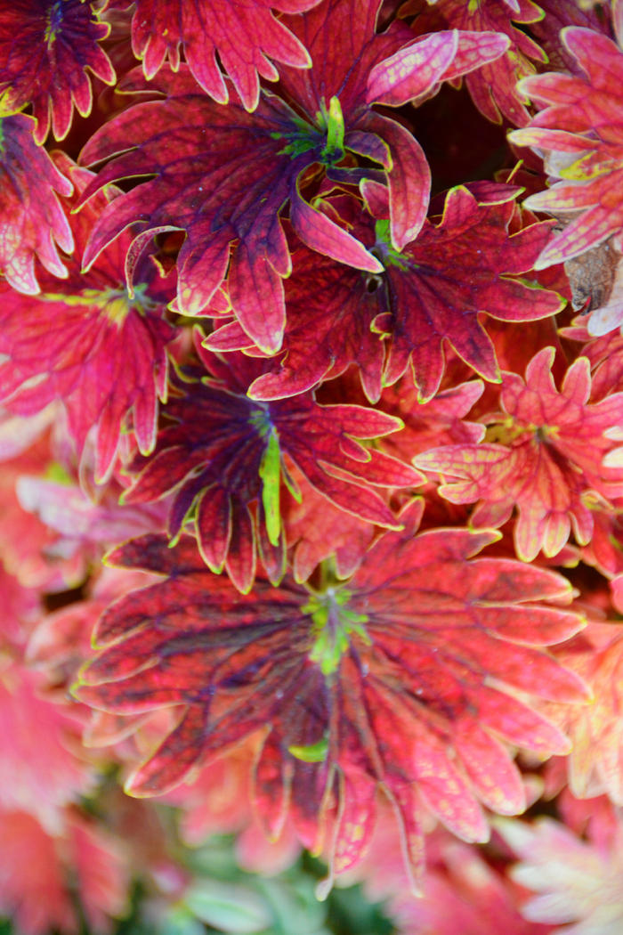 红色彩叶草,原创拍摄__财经头条