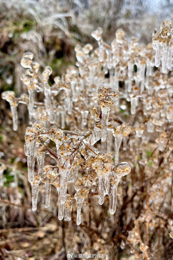 武汉风吹雪雪落