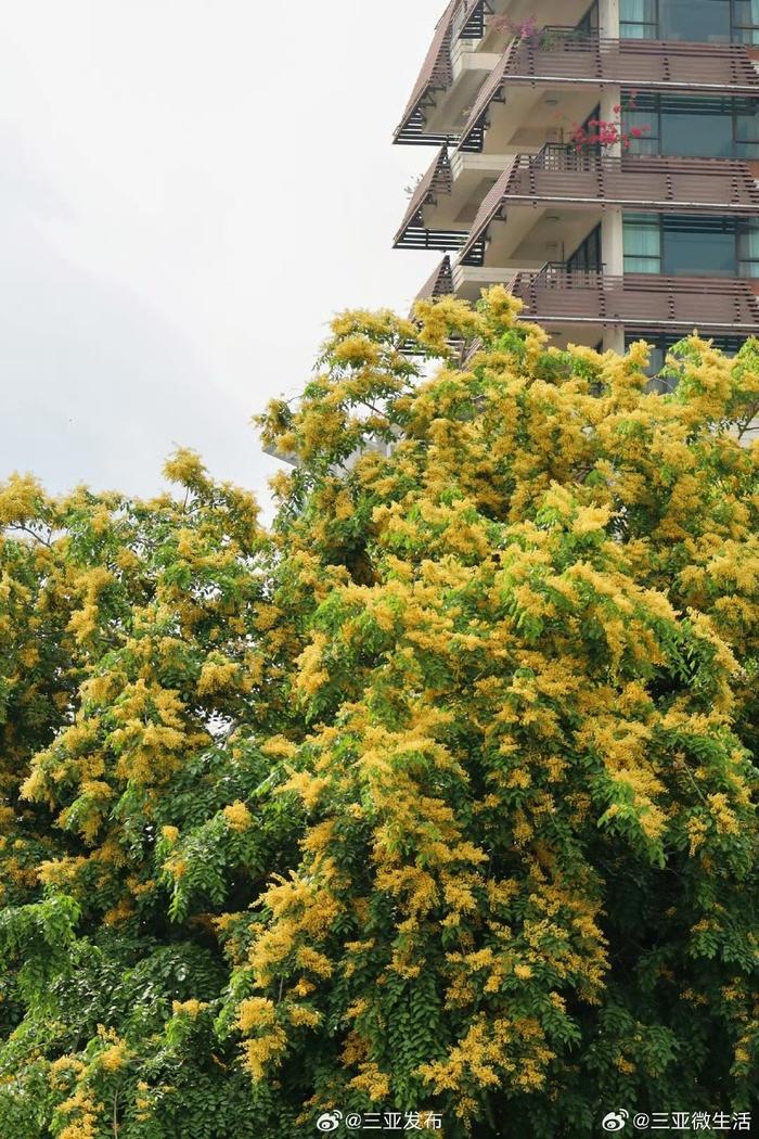 三亚紫檀花开遍地金黄