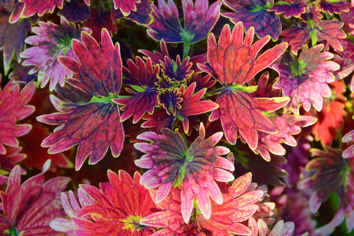 红色彩叶草,原创拍摄__财经头条