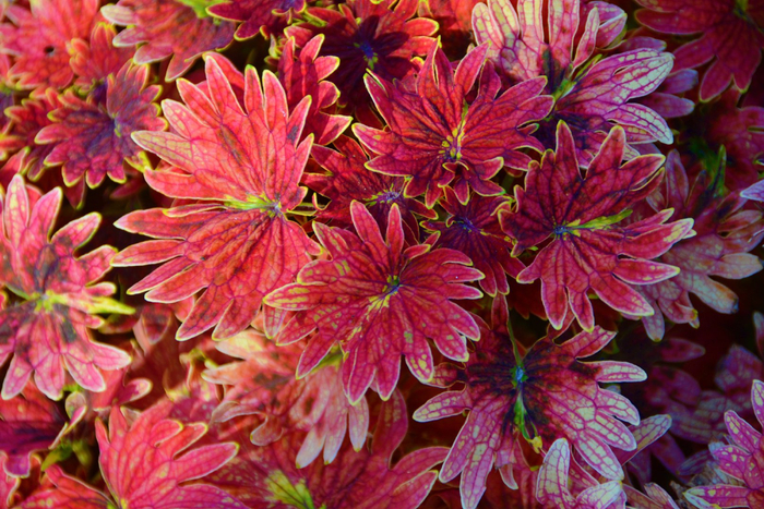 红色彩叶草,原创拍摄__财经头条