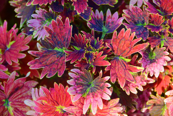 红色彩叶草,原创拍摄__财经头条