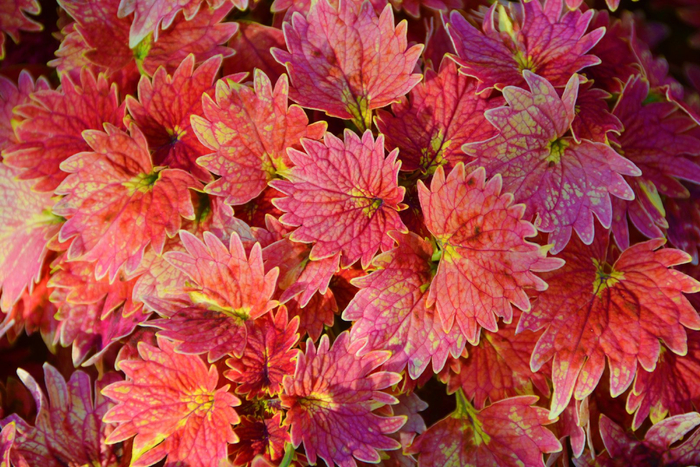 红色彩叶草,原创拍摄__财经头条