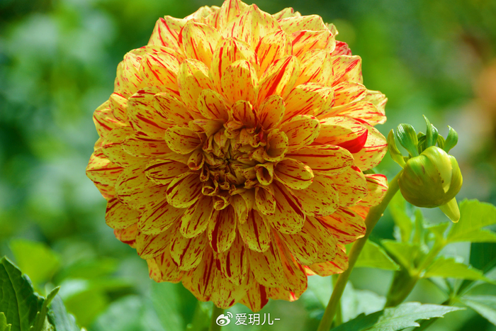 色彩丰富的大丽花,原创拍摄__财经头条