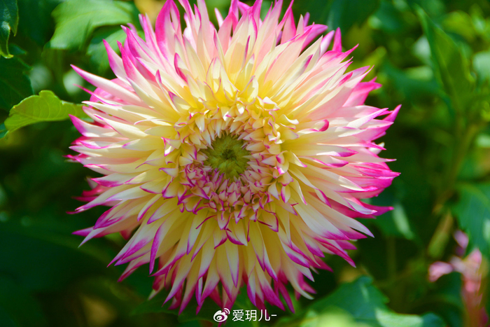 色彩丰富的大丽花,原创拍摄__财经头条