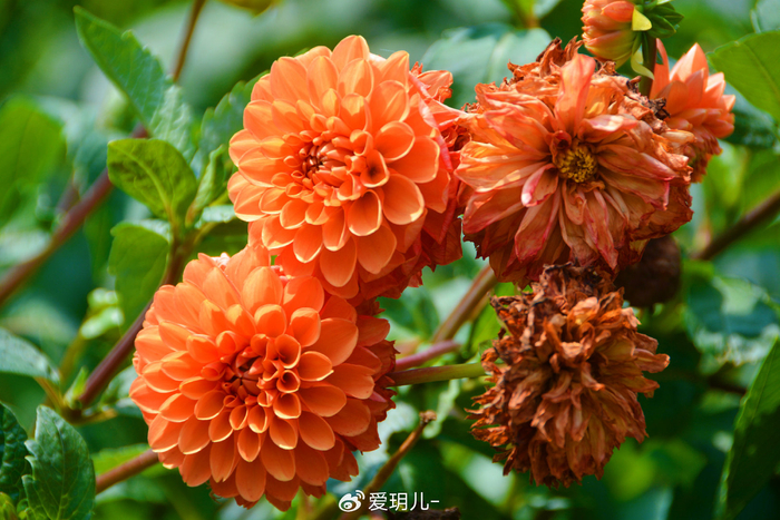 色彩丰富的大丽花,原创拍摄__财经头条