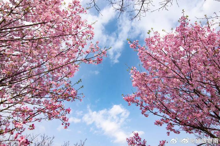 湖南省植物园樱花图片图片